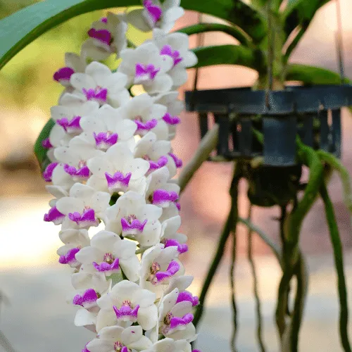 Mô tả kỹ thuật cố định Lan Hải Yến trong chậu đất nung với giá thể thoáng khí