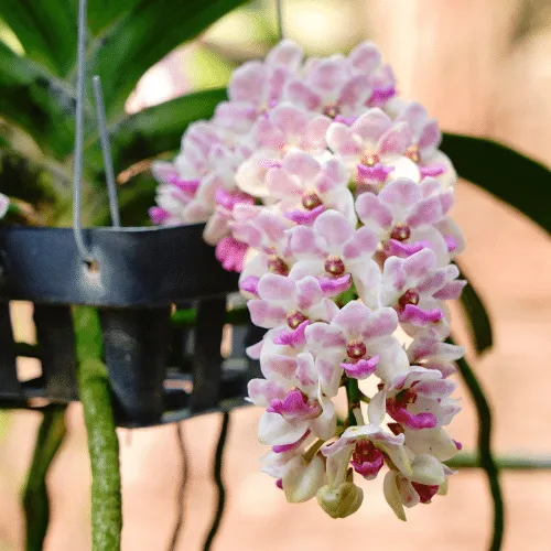 Hình ảnh chậu Lan Hải Yến Thái đang nở hoa to với nhiều màu sắc đa dạng