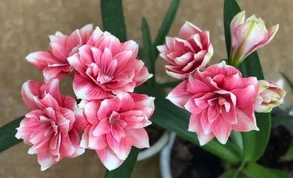 Vẻ đẹp rực rỡ và cấu trúc cánh phức tạp của hoa lan huệ cánh kép