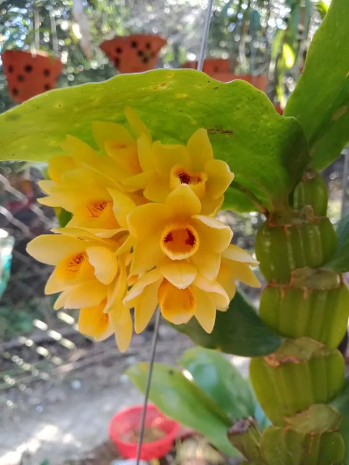 Mô tả quy trình kỹ thuật trồng kiều dẹt từ khi xử lý rễ đến khi cố định cây