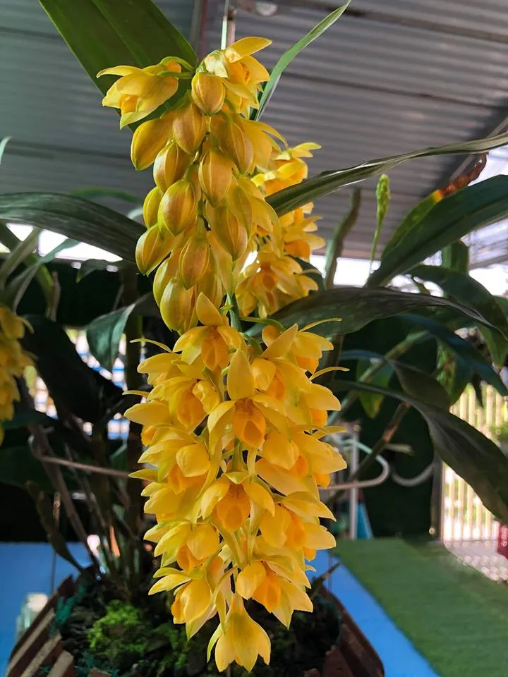 Nước tưới cho lan kiều dẹt cần đảm bảo thoát nước nhanh và không làm úng rễ