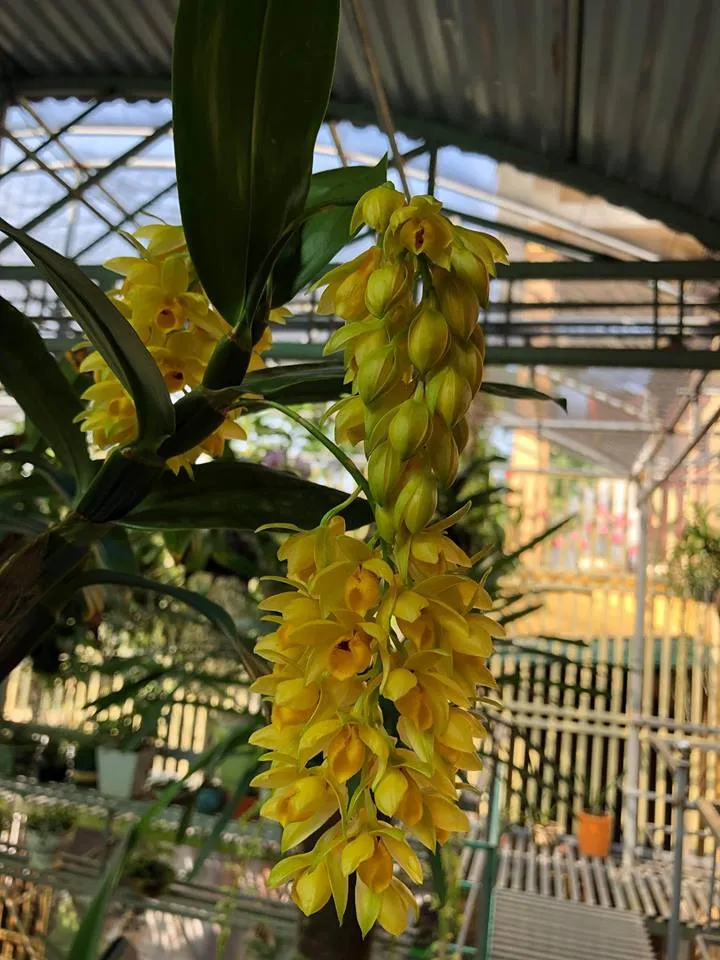 Kích thích Kiều Dẹt ra hoa vào cuối mùa xuân bằng cách kiểm soát dinh dưỡng và nước