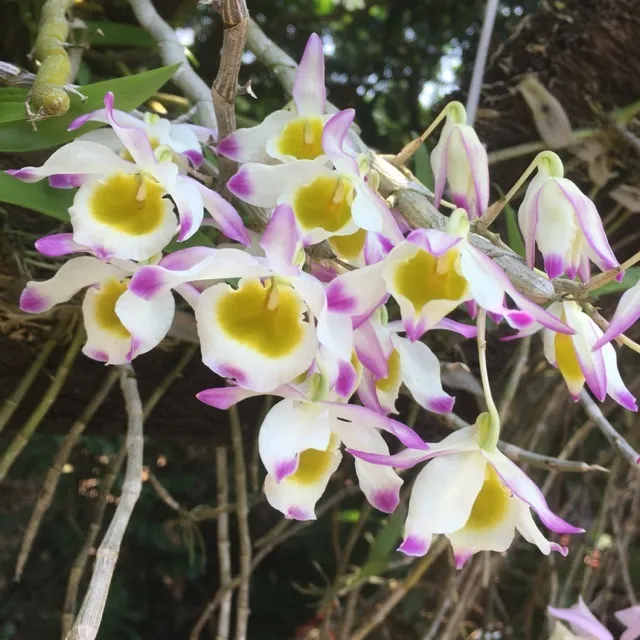 Ngọc thạch 3 màu ghép trên thân gỗ tự nhiên