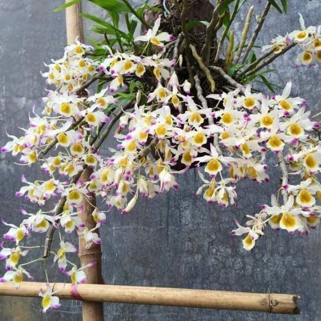 Một giò lan ngọc thạch 3 màu được trồng trong chậu