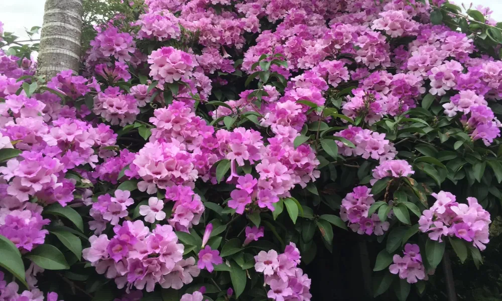 Cây lan tỏi thân leo dùng làm giàn hoa trang trí