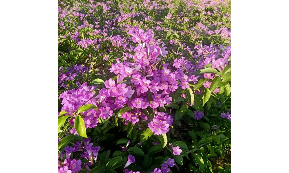 Nên trồng cây lan tỏi ở nơi có nhiều ánh sáng