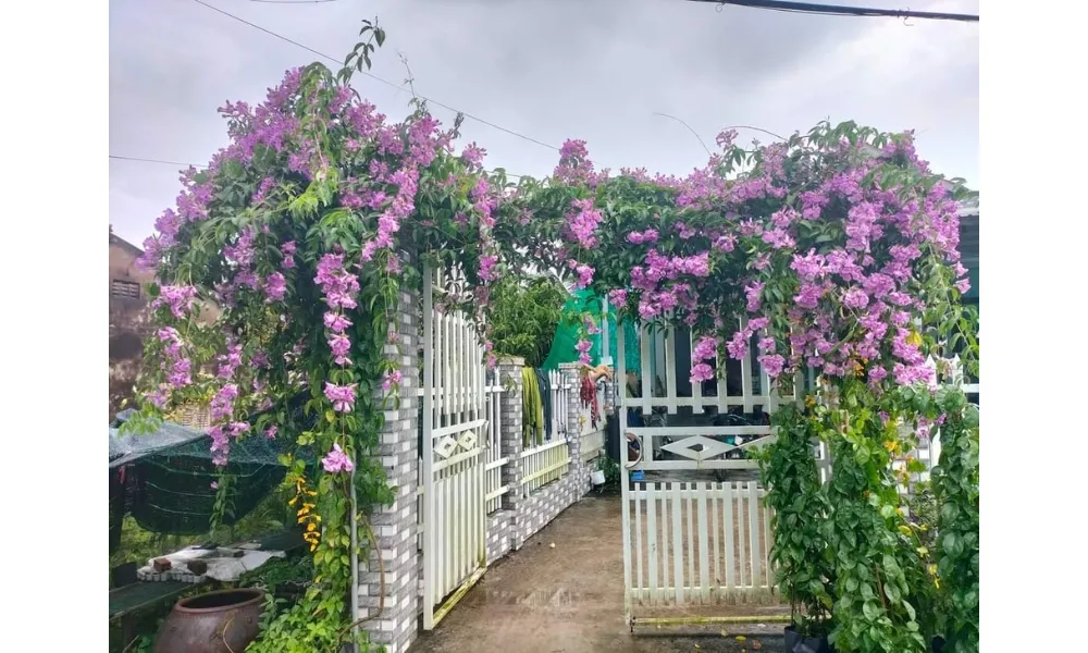 Nên trồng cây lan tỏi ở trước nhà giúp thu hút tài lộc