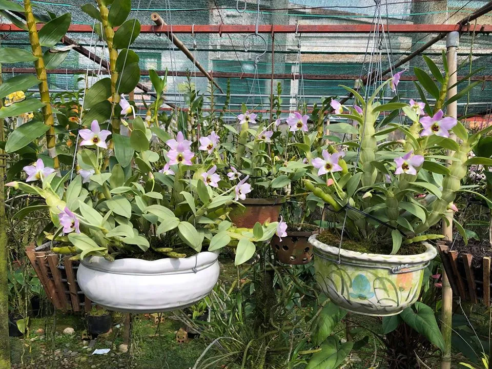 Hình ảnh cận cảnh hoa Lan Hoàng Thảo Trần Tuấn màu tím hồng và tâm vàng