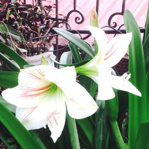 Củ hoa loa kèn đã nảy mầm, sẵn sàng để trồng