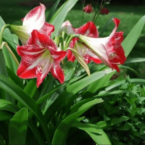 Biện pháp phòng ngừa và xử lý bệnh cho cây hoa loa kèn