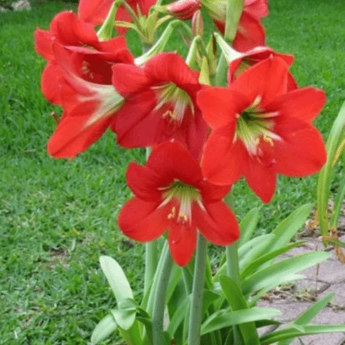 Hình ảnh củ giống được lựa chọn và xử lý cẩn thận trước khi trồng