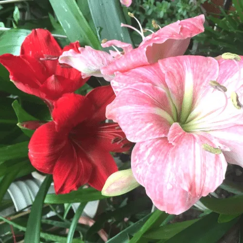 Hoa loa kèn kép, một giống lai có màu sắc rực rỡ