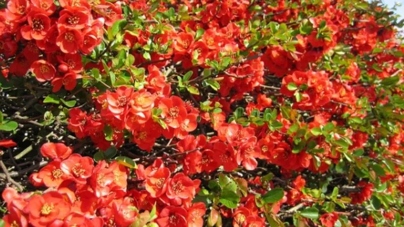 Quả mai đỏ có thể dùng làm nguyên liệu chế biến mứt hoặc thức uống