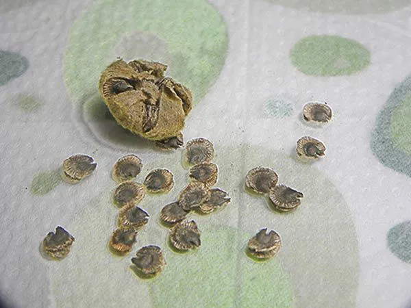 Ươm hạt mãn đình hồng trong khay đất ẩm và đặt nơi thoáng mát