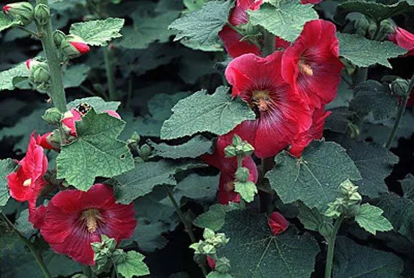 Cây mãn đình hồng đang nở hoa rực rỡ trong sân vườn, cho thấy vẻ đẹp và giá trị dược liệu