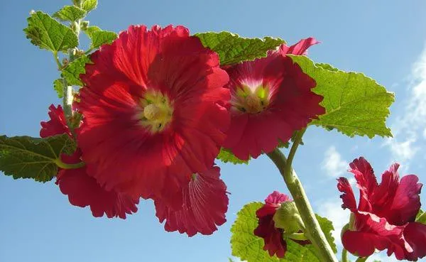 Mãn đình hồng khoe sắc, mang ý nghĩa về sự dịu ngọt và thành công