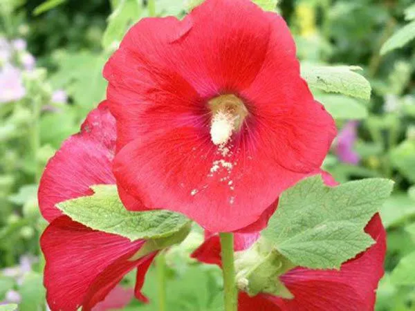 Cần chuẩn bị đất trồng tơi xốp, giàu dinh dưỡng và thoát nước tốt trước khi bắt đầu cách trồng hoa mãn đình hồng