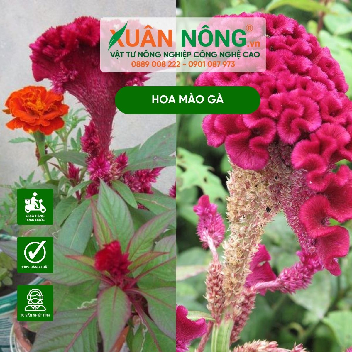 Cách Trồng Mào Gà Lửa Chi Tiết Từ Hạt Để Hoa Nở Đúng Dịp Tết