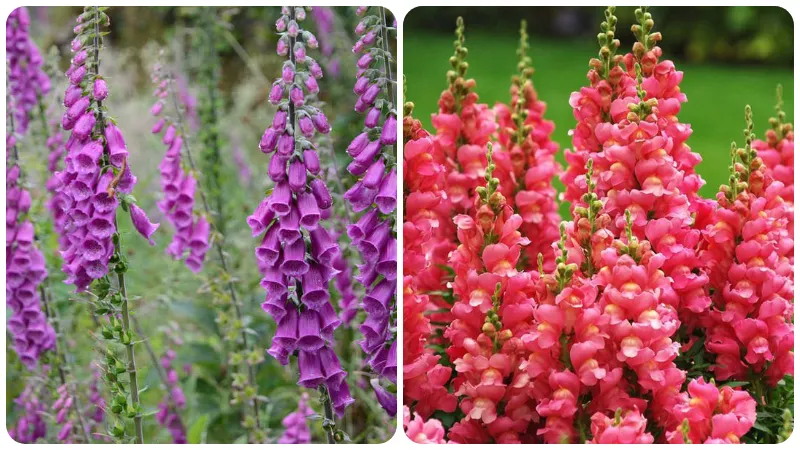 Trên thế giới có hơn 40 dòng hoa mõm sói (Antirrhinum majus L.)