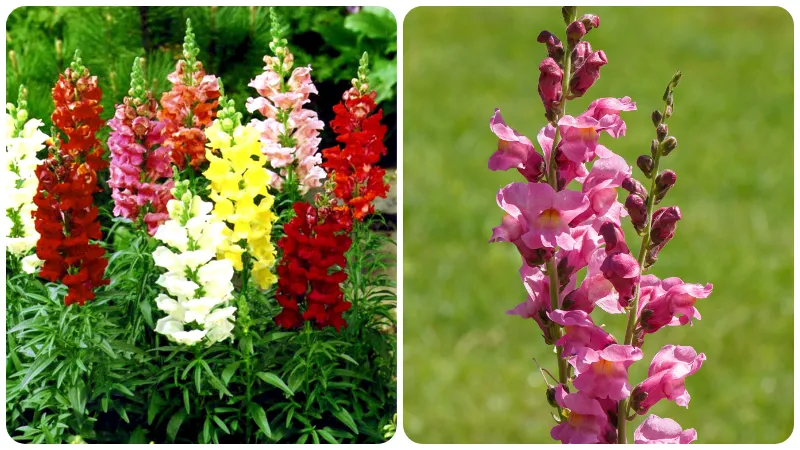 Mỗi nền văn hóa thì hoa mõm sói có ý nghĩa khác nhau