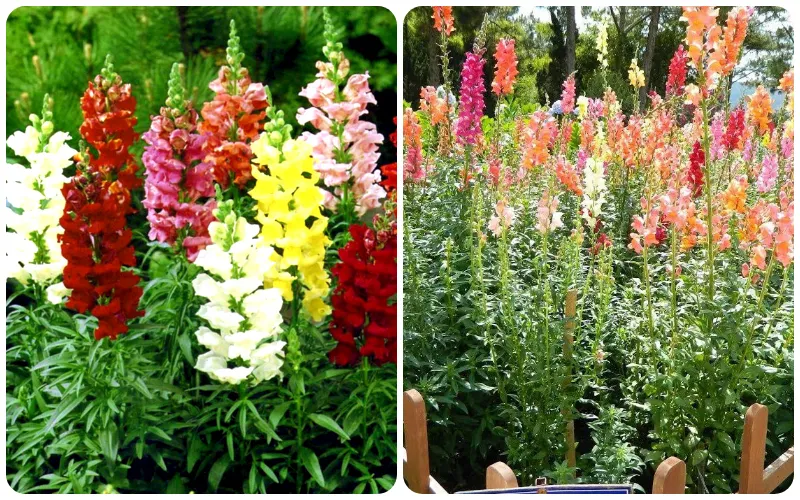 Mỗi màu sắc của hoa mõm sói cũng ẩn chứa ý nghĩa thú vị