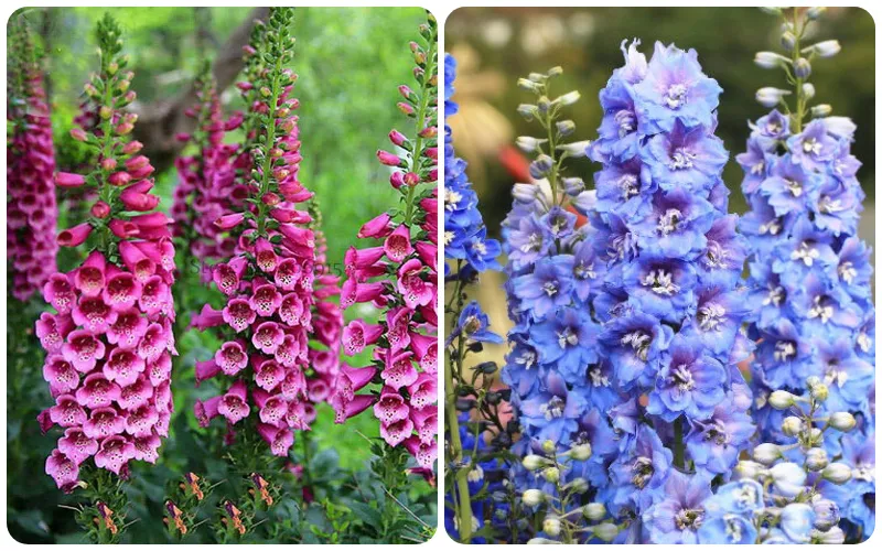 Hoa mõm sói vừa làm đẹp cảnh quan vừa là dược liệu trị một số bệnh trong đời sống