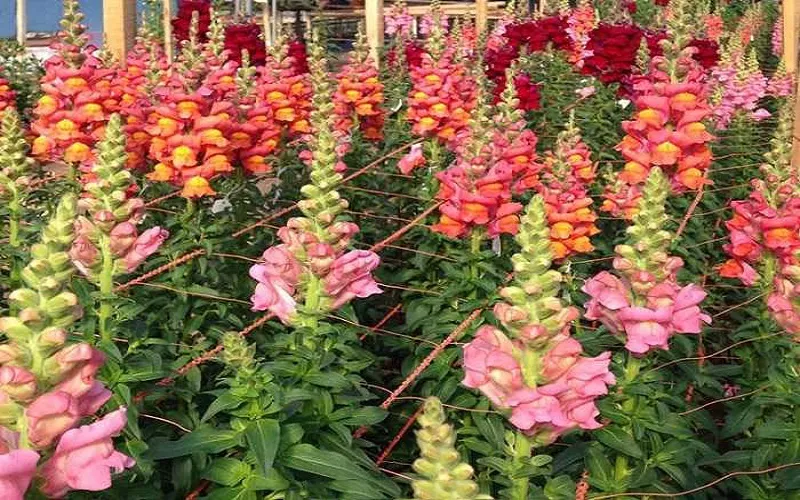 Loài hoa mõm sói này bạn có thể trồng theo phương pháp gieo hạt