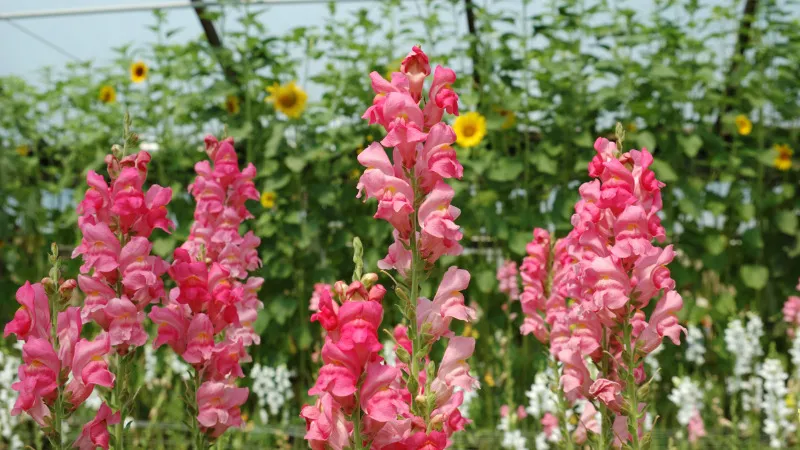 Hoa mõm sói ra hoa thường xuyên và phát triển tốt