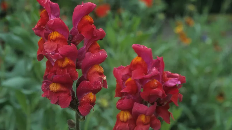 Hoa mõm sói mang ý nghĩa tốt đẹp trong đời sống