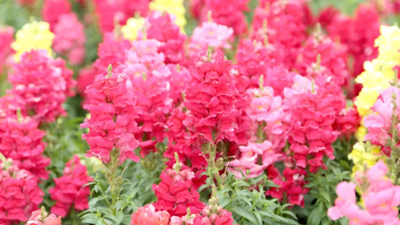 Mõm sói cho ra hoa quanh năm, mọc thành từng chùm và khi nở hoa cực kỳ đẹp