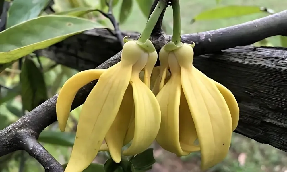 Hoa móng rồng, còn gọi là hoa móng cọp hay hoa vuốt hổ, là loài thực vật dây leo