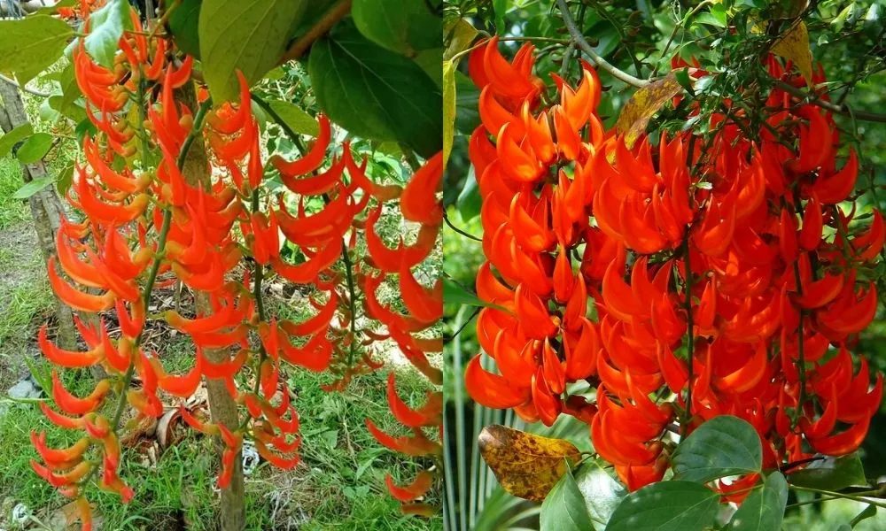 Hoa móng rồng đỏ rực rỡ tượng trưng cho sự mãnh liệt và may mắn