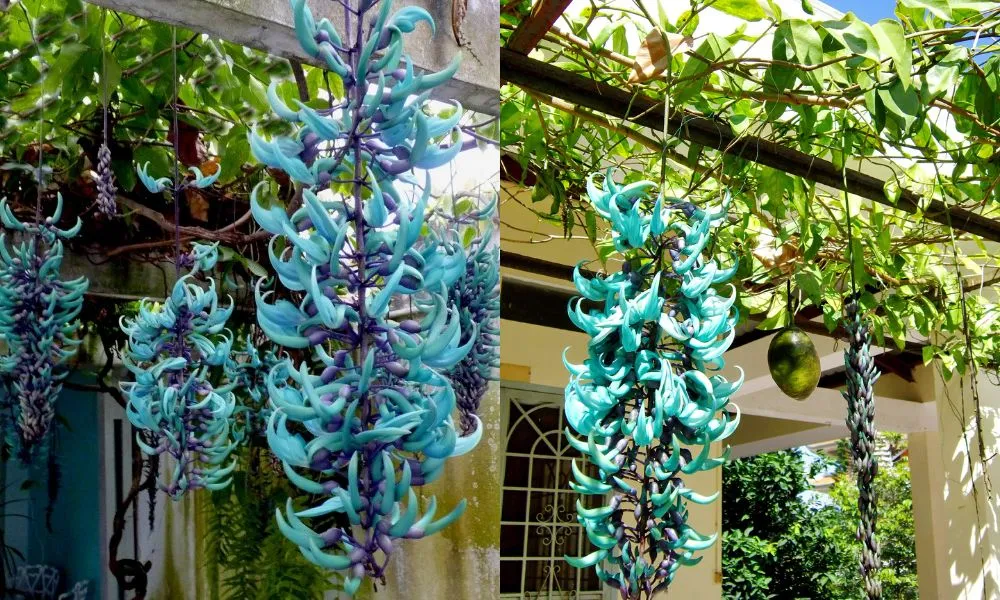 Giống hoa móng rồng xanh lá hiếm gặp tạo điểm nhấn độc đáo cho khu vườn