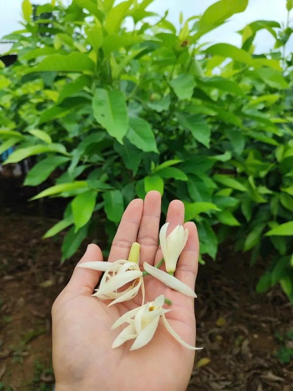 Hoa Ngọc Lan có tác dụng giải khát, thanh nhiệt trong y học dân gian