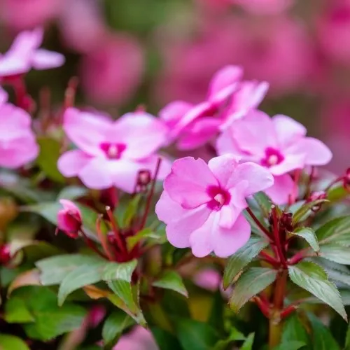 Các giống hoa Ngọc Thảo kép với màu sắc khác nhau