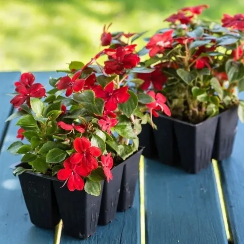 Cận cảnh lá và thân cây hoa Ngọc Thảo, nhấn mạnh cấu trúc thân thảo