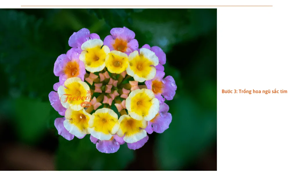 Cây hoa ngũ sắc tím đang được chăm sóc và tỉa cành