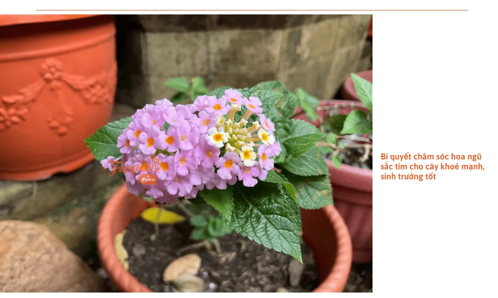 Hoa ngũ sắc tím rực rỡ, được cắt tỉa gọn gàng