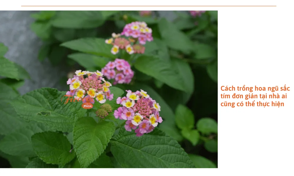 Cây hoa ngũ sắc tím được trồng thành bụi rậm rạp