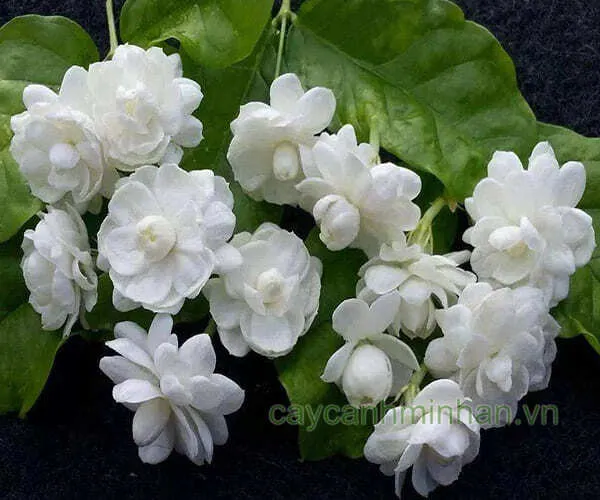 Cây hoa nhài ta