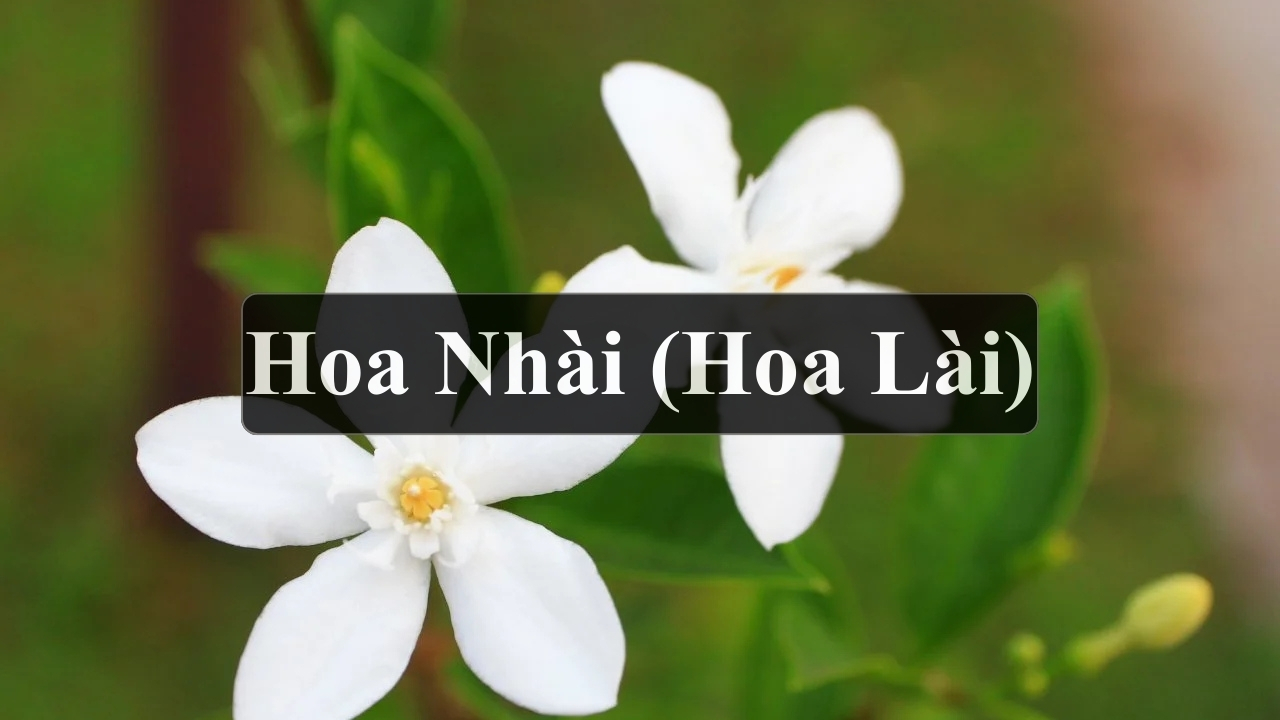 Cách Trồng Hoa Dành Dành Ra Hoa Thơm Ngát Chuẩn Kỹ Thuật Vu Garden Cách Trồng Hoa Dành Dành Ra Hoa Thơm Ngát Chuẩn Kỹ Thuật Vu Garden