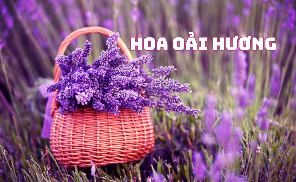 Cách Trồng Hoa Oải Hương Toàn Diện Cho Người Mới Bắt Đầu