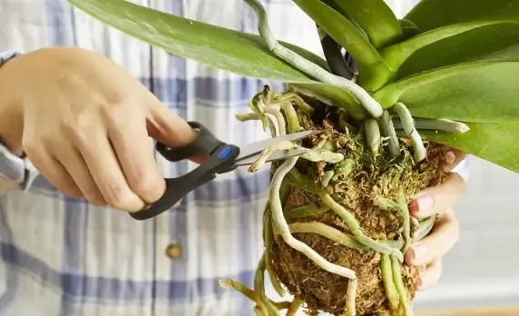 Kỹ thuật xử lý và cố định rễ phong lan rừng lên giá thể gỗ lũa