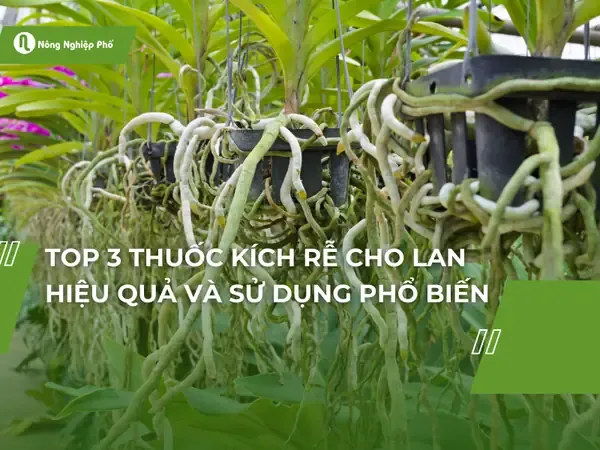 Các loại thuốc và dung dịch kích thích ra rễ phong lan rừng hiệu quả