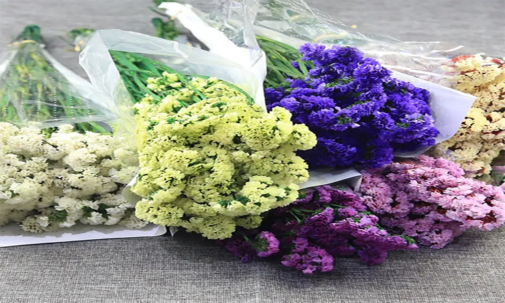 Bó hoa salem đa sắc màu tím, hồng, vàng