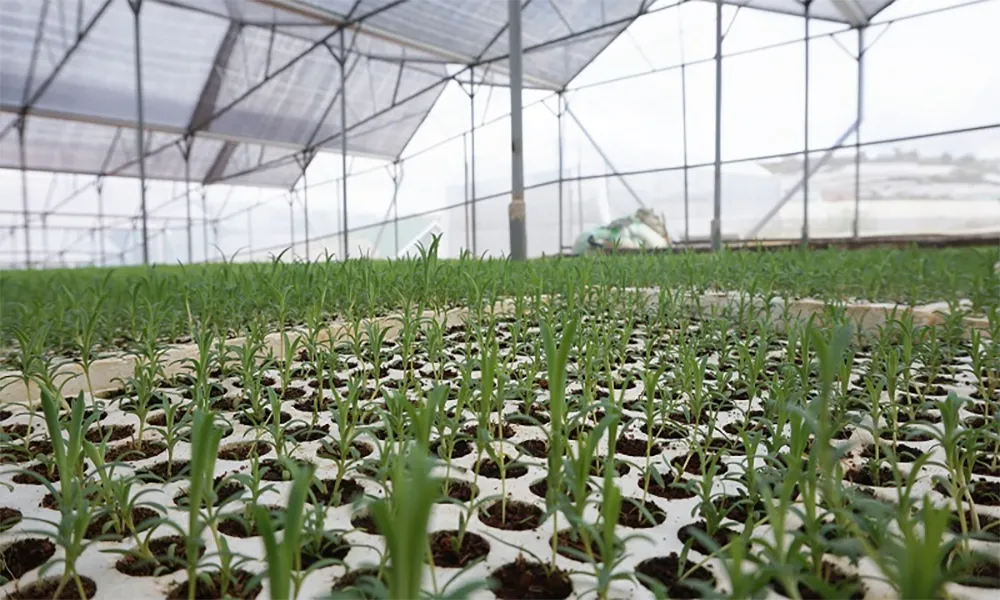 Hạt giống hoa salem và cây con mới nảy mầm