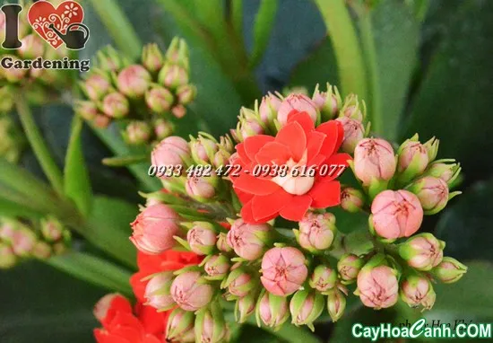 Chậu Hoa Sống Đời Kép đang trong giai đoạn phát triển