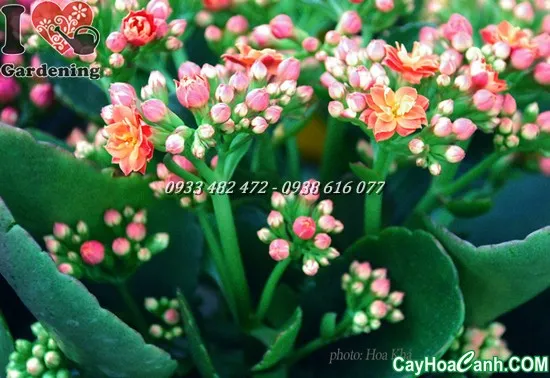 Cây Sống Đời Kép đang nở hoa rực rỡ