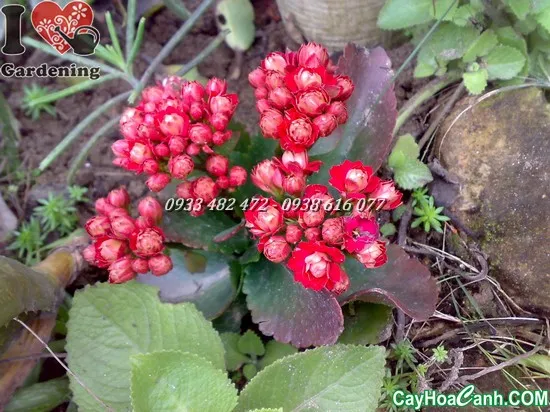 Chậu hoa Sống Đời Kép với những bông hoa đỏ rực