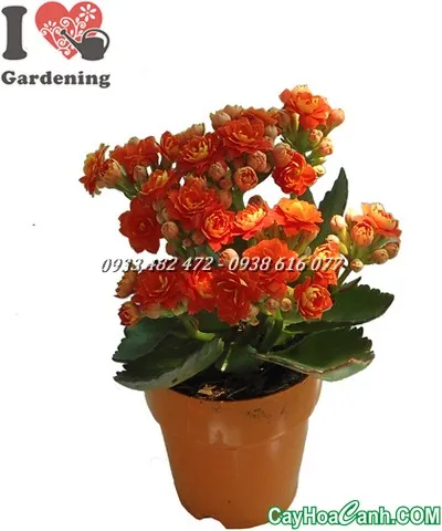 Hoa Sống Đời Kép với nhiều màu sắc rực rỡ, chi tiết và đẹp mắt